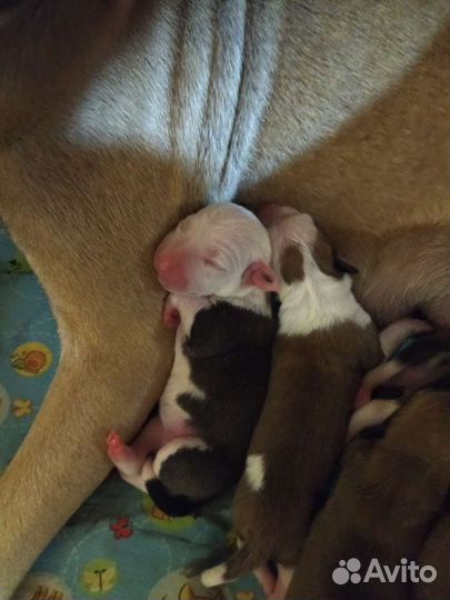 Стаффордширский терьер щенки