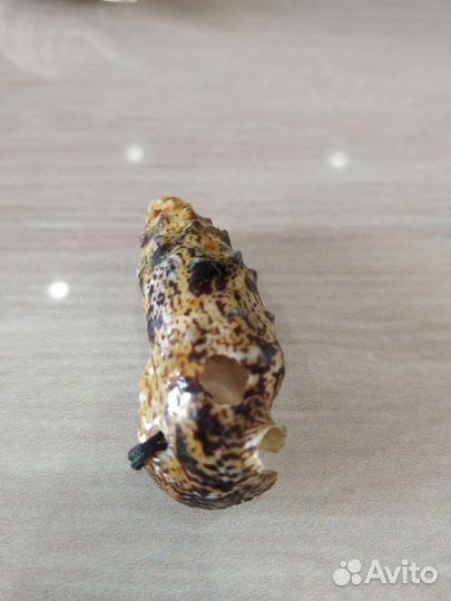 Морские ракушки морская звезда