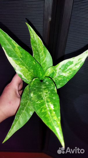 Антуриум вариегатный