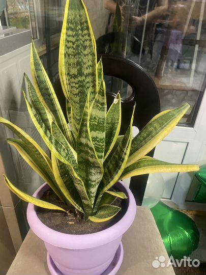 Комнатные цветы