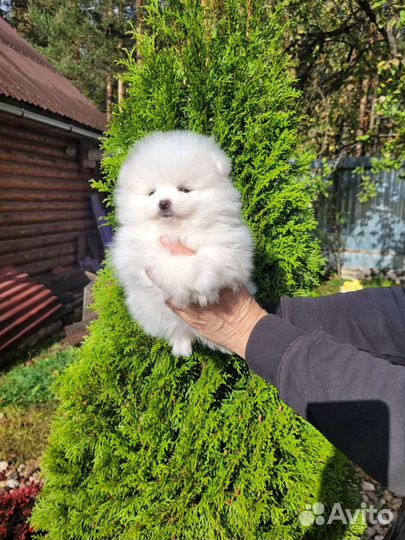 Щенки шпица