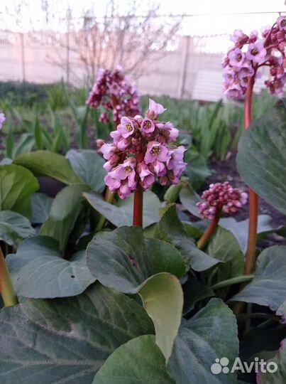 Многолетники для сада