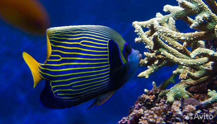 Ангел императорский