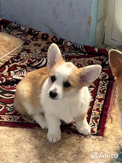 Щенок корги, девочка