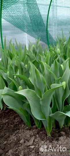 Тюльпан срезка