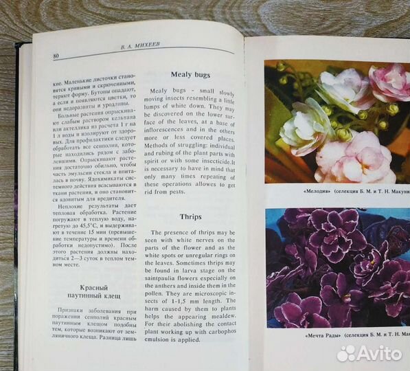 Книга,Сенполии