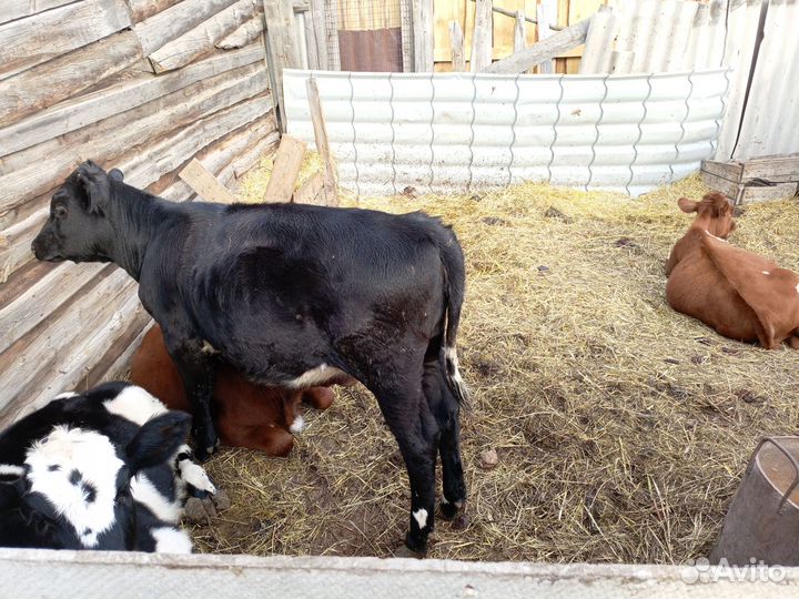 Продам телят