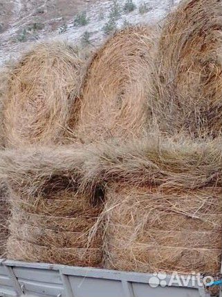 Продам сено в рулонах