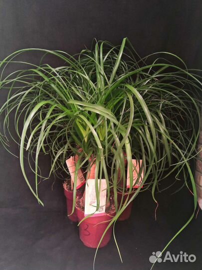 Бокарнея нолина или бутылочное дерево 14/65