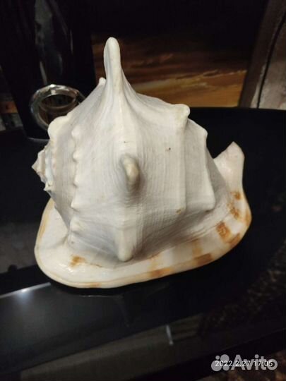 Морские ракушки раковины