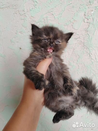 Британские котята