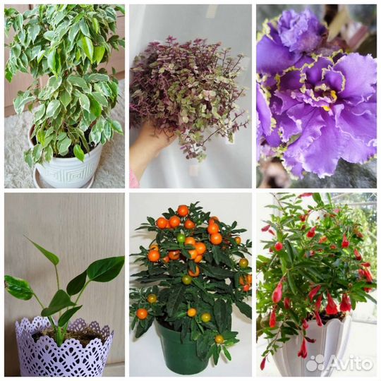 Комнатные цветы