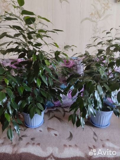 Фикус бенджамина