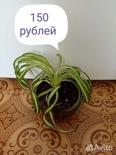 Хлорофитум