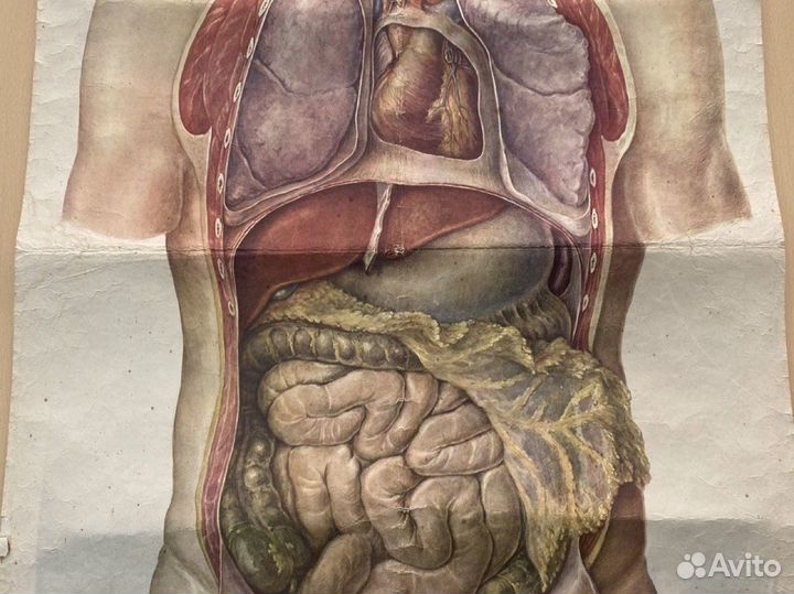 Плакаты по анатомии и физиологии СССР