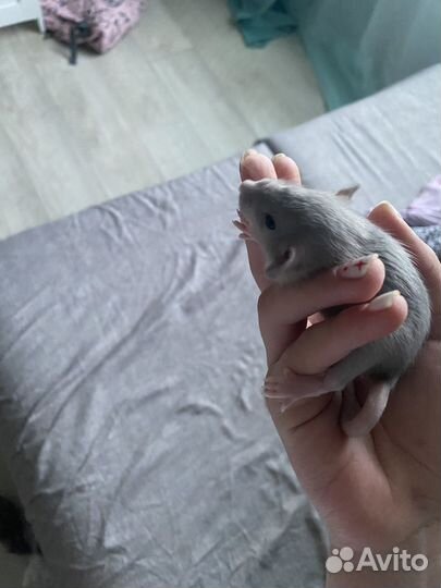 Крысята дамбо