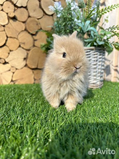 Самый большой выбор карликовых кроликов