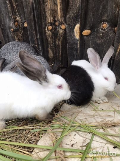 Кролики мясных пород
