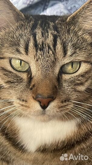 Самый лучший кот