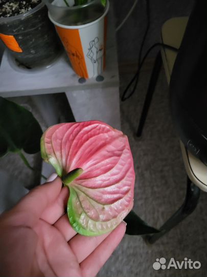 Антуриум детки сеанса, Оранж чемпион, cariad