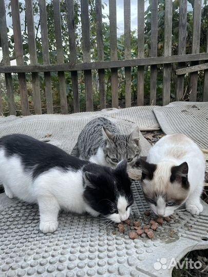 Котята в добрые руки
