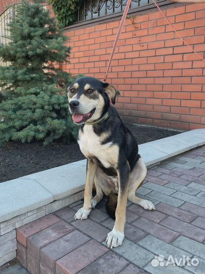 Пёс Джексон в самые добрые руки