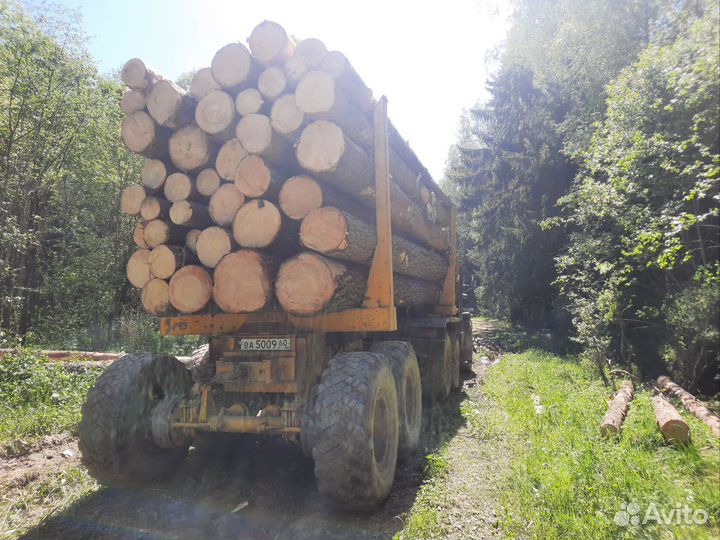 Ёлка кругляк пиловочник