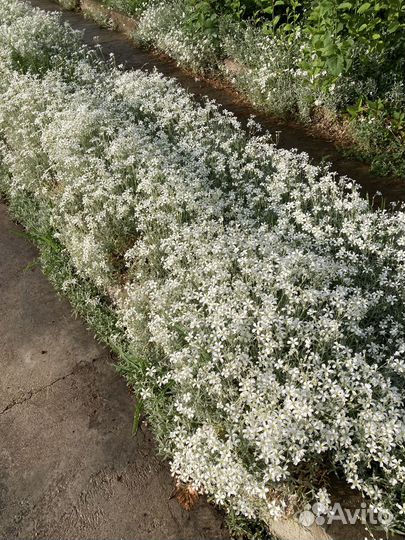 Ясколка ростки