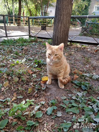 Котики бесплатно