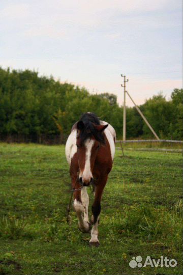 Пегая кобылка