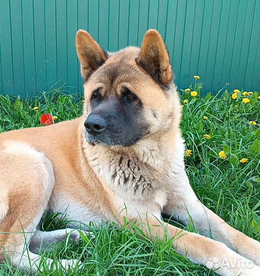 Вязка собак