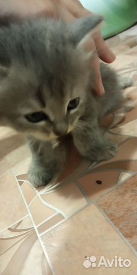 Котята