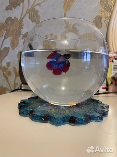 Аквариум с рыбкой