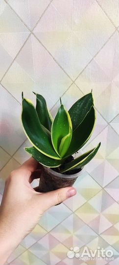 Комнатные растения