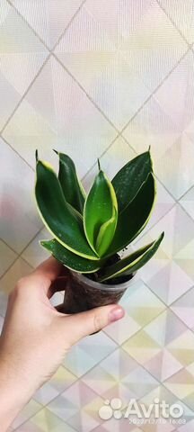 Комнатные растения