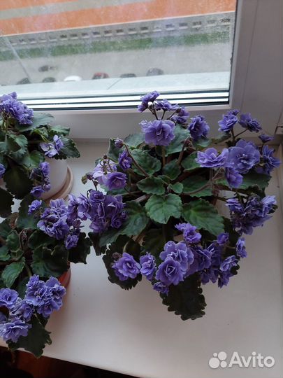 Фиалка цветущая