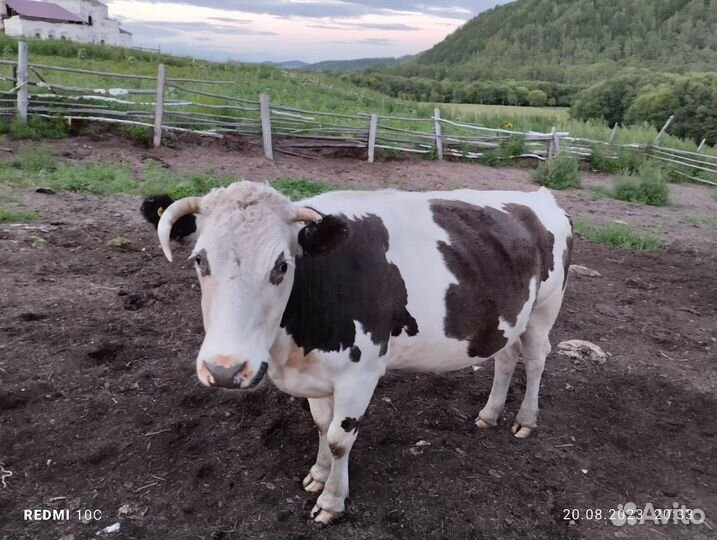 Продажа крс