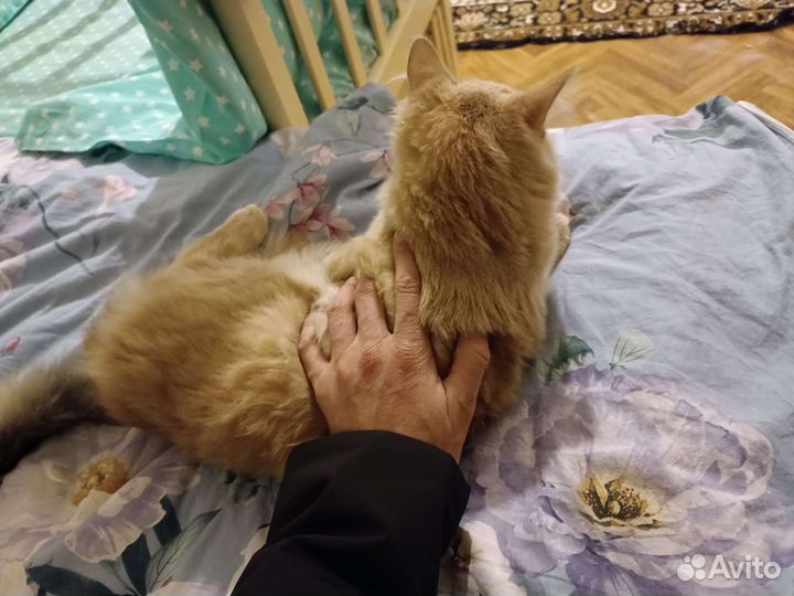 Помогите котикам