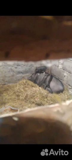 Вьетнамские вислобрюхие поросята