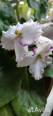 Фиалка сенополия