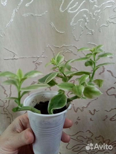 Аптения вариегатная от 50руб