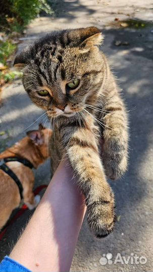 Кошка потеряшка