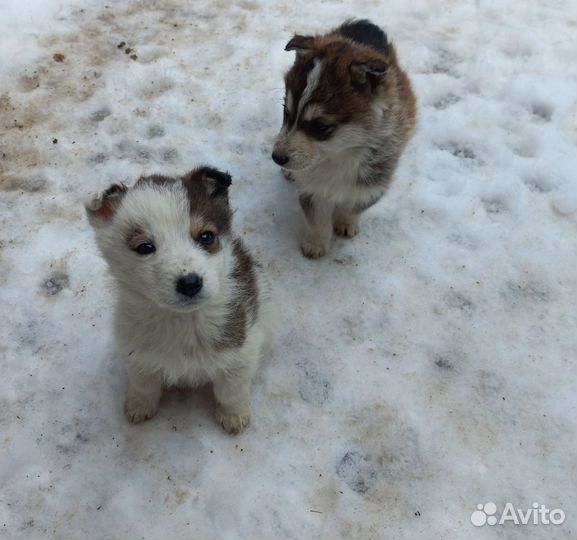 Пятеро малышей в поисках дома