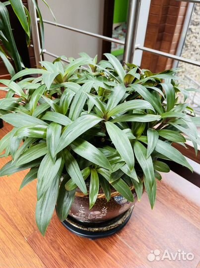 Комнатный цветок Рео черенки с корневой системой