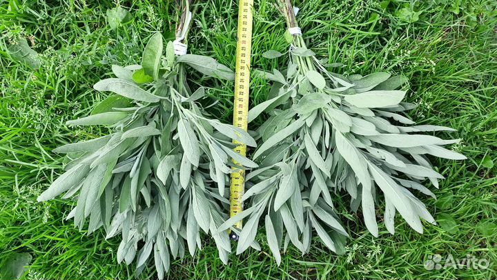 Венички из полыни, лаванды, шалфея, чабреца