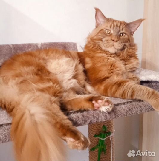 Мейн-кун вязка