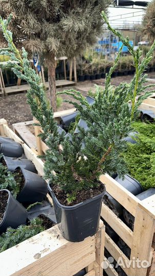 Можжевельник чешуйчатый Blue Compact (Блю Компакт)