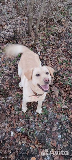 Барин девок захотел