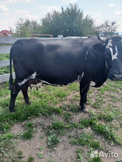 Коровы и телка