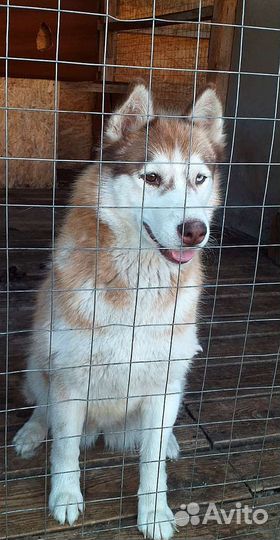 Хаски сука. Отдам в добрые руки